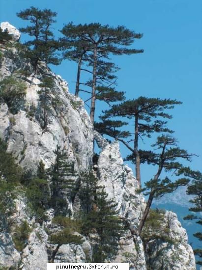 PADURILE CU PINUS NIGRA BANATICA - PADURILE CU PINUS NIGRA BANATICA Suprafata totala - PINUL NEGRU DE BANAT