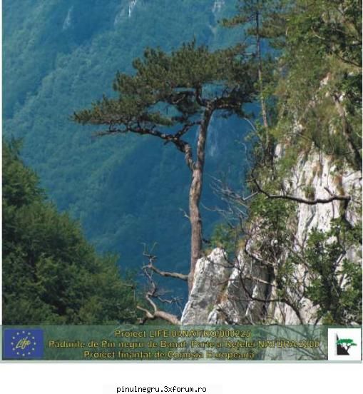 PREZENTARE GENERALA - PREZENTARE GENERALA Obiectiv - LIFE 04 NAT/RO000225- PADURILE CU PIN NEGRU DE BANAT